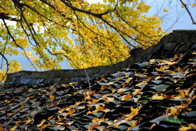 dsc_7168_neo_img.jpg