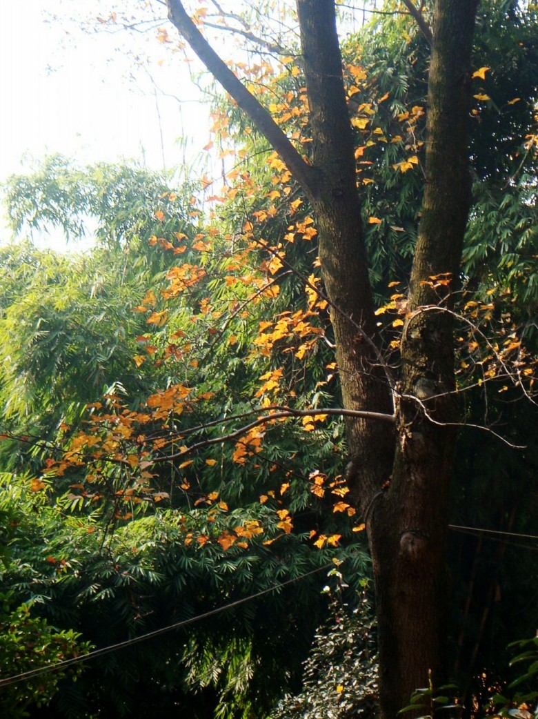 ͽ125 101_conew2.jpg