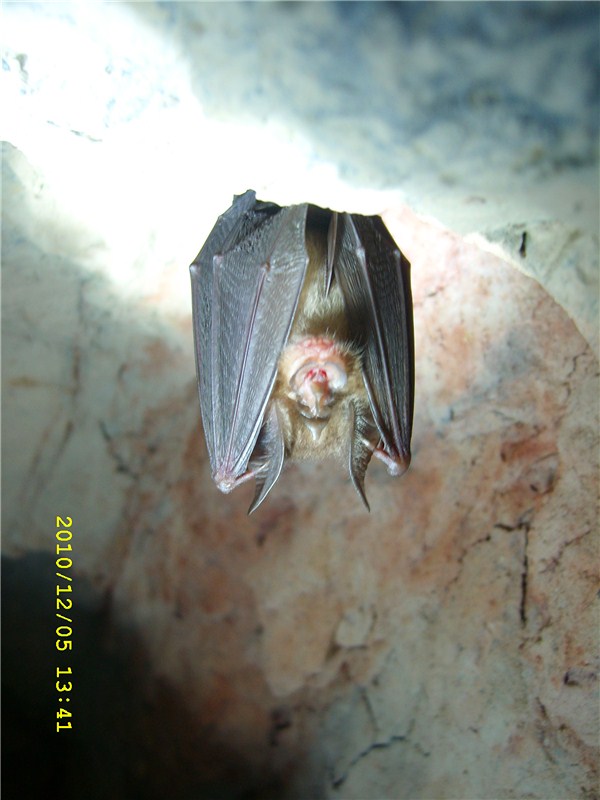 sl273492_.jpg