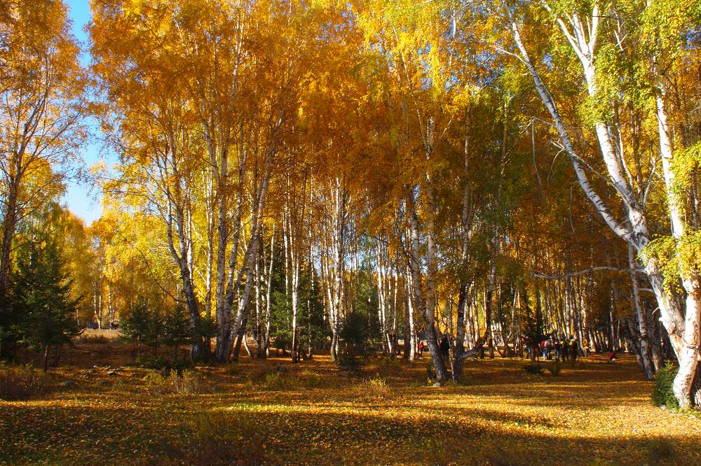 k1243792.jpg
