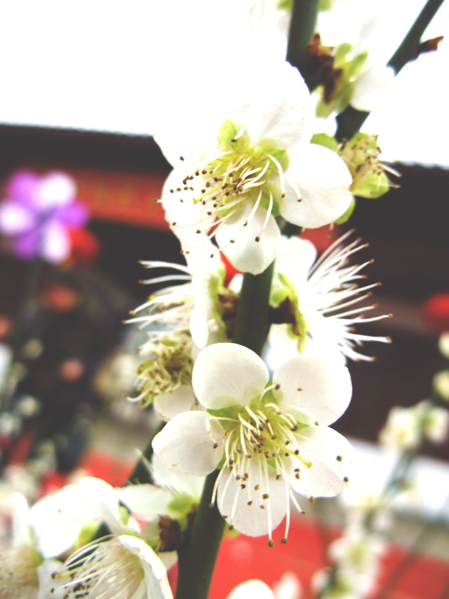 dscf1601.jpg