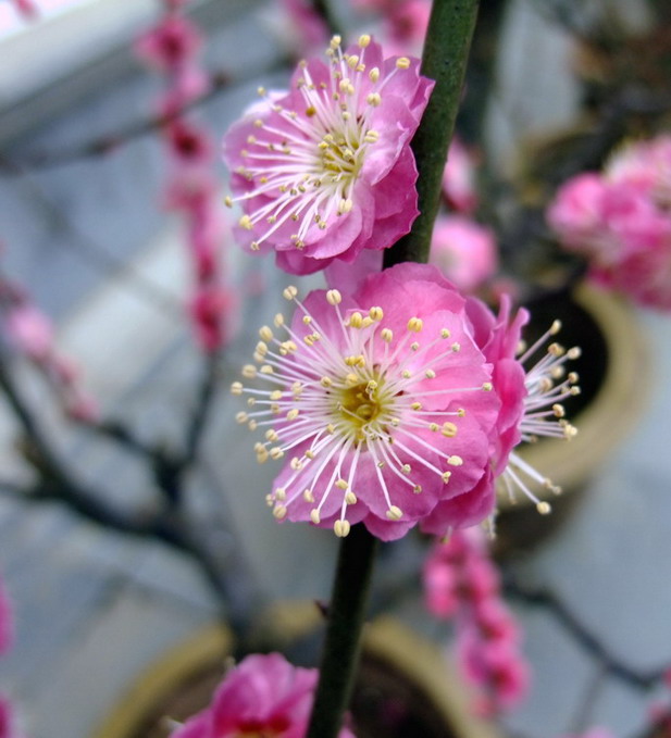 dscf1596.jpg