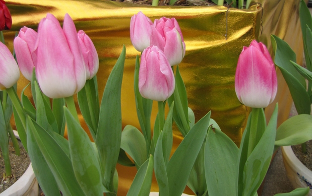 img_1019_Ӱ_1.jpg