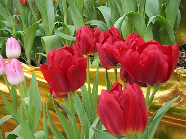 img_1023_Ӱ_1.jpg