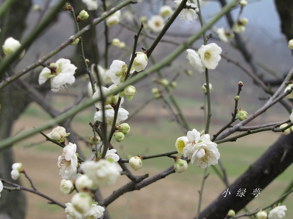 img_0946_Ӱ_1.jpg