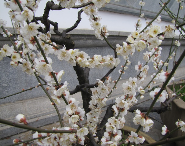 img_0999_Ӱ_1.jpg