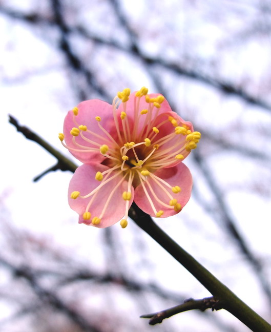 dscf1700.jpg