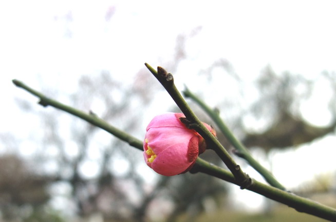 dscf1701.jpg