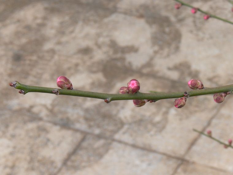 p1080758.jpg