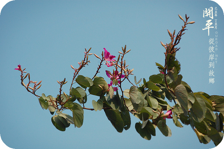 kaiping2010_015.jpg