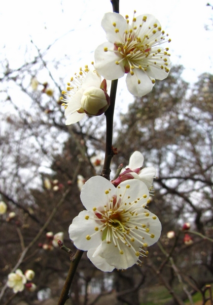 img_1224_Ӱ_1.jpg