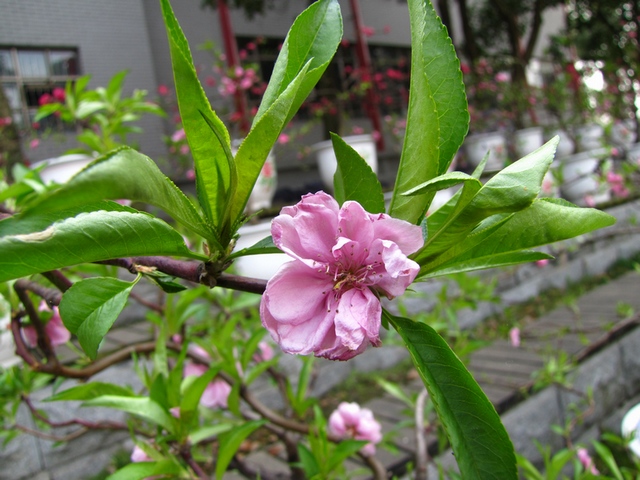 img_1149_Ӱ_1.jpg