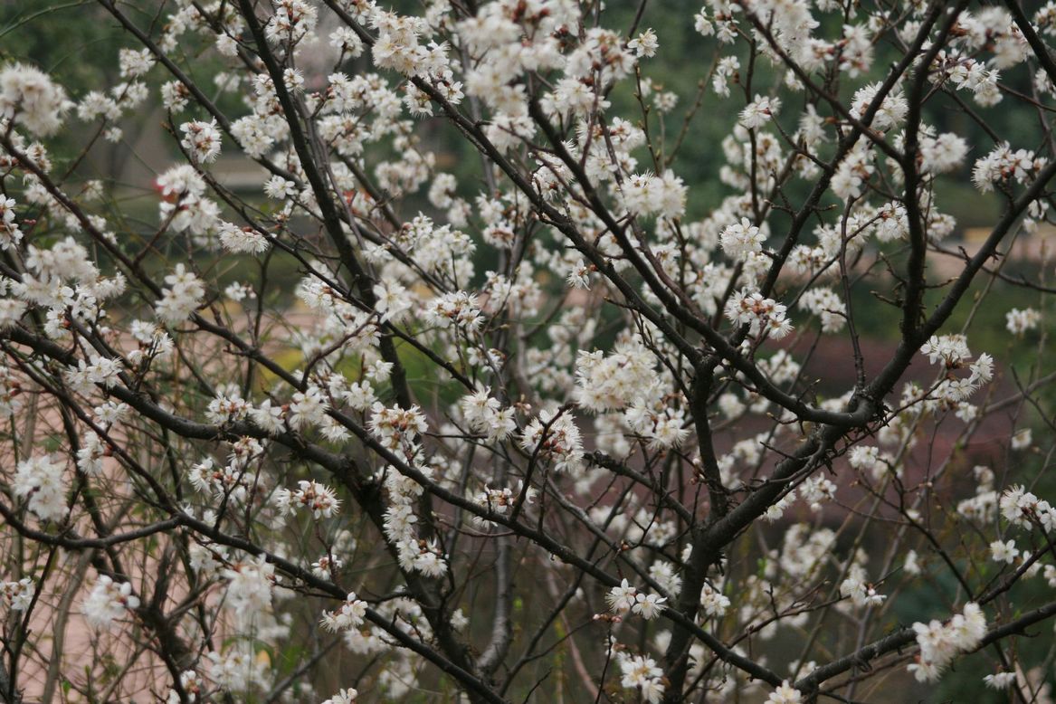 Ƭ 019.jpg