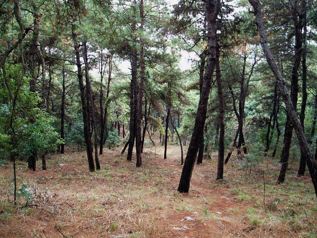 p1010813.jpg