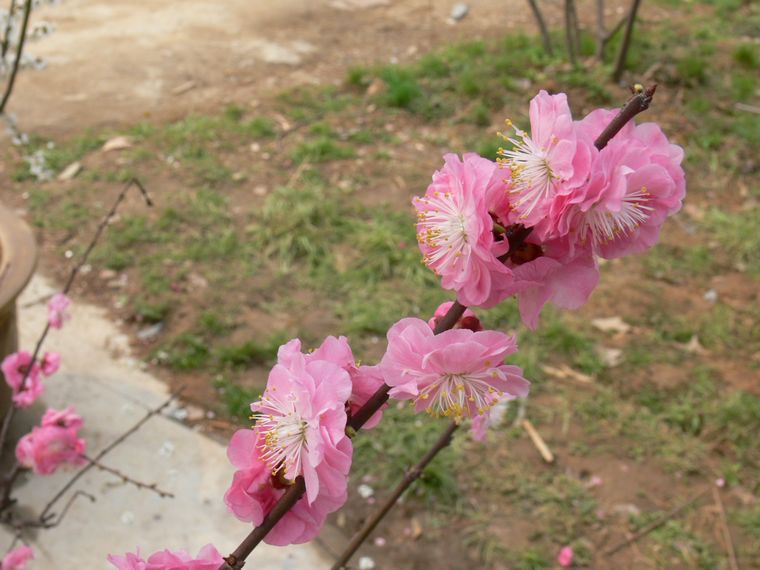 p1090117.jpg