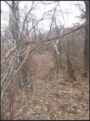 img_1350.jpg