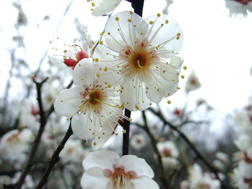 dscf1554.jpg