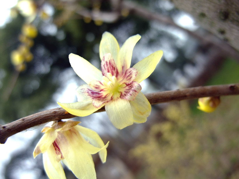 dscf1583.jpg