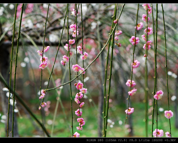 dsc_5405.jpg