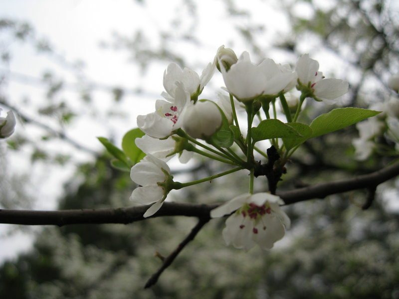 img_4231.jpg