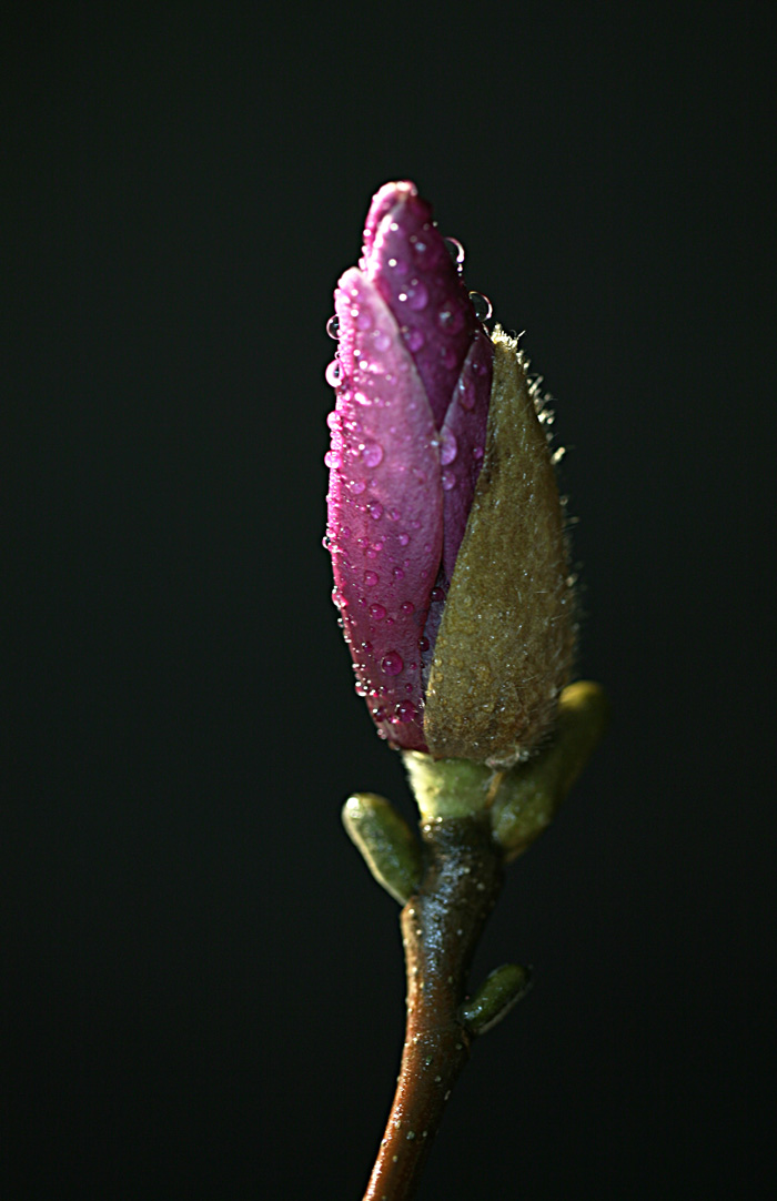 Ƭ 037.jpg