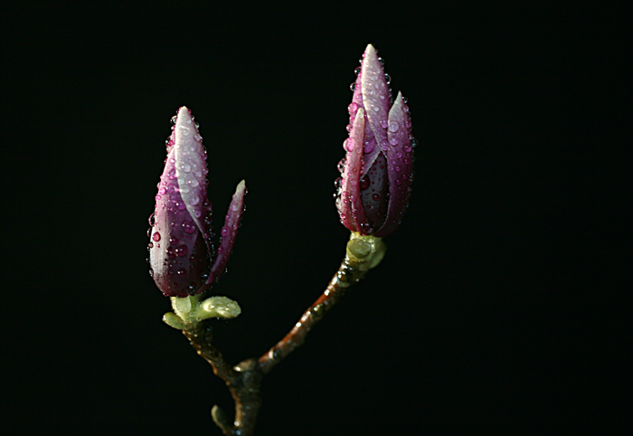 Ƭ 091.jpg