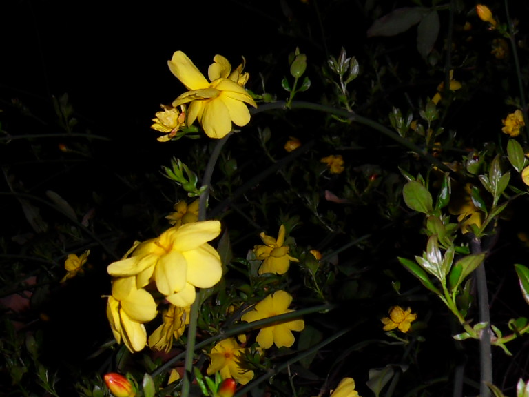 sdc10847.jpg