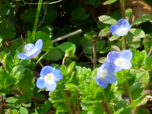 sdc10939.jpg