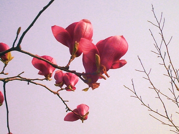 pict1598.jpg