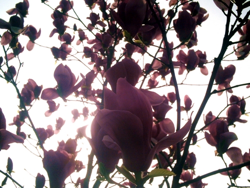 pict1631.jpg