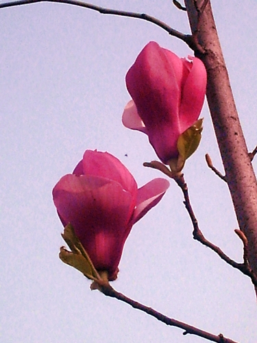 pict1605.jpg