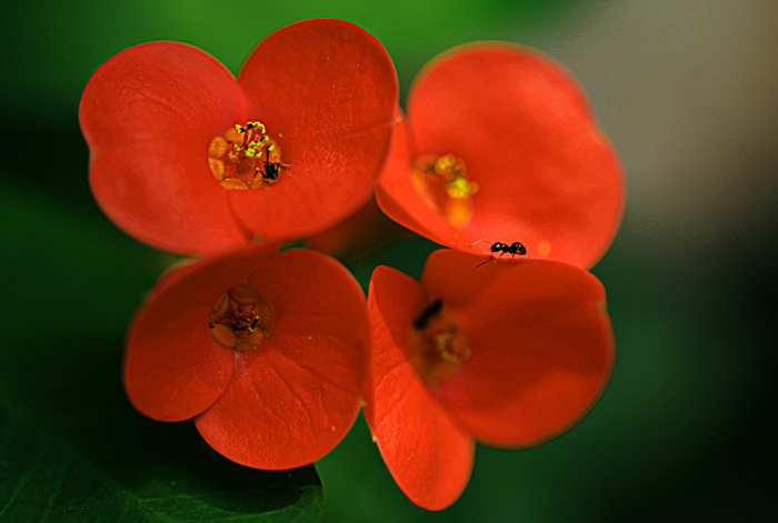 Ƭ 190.jpg