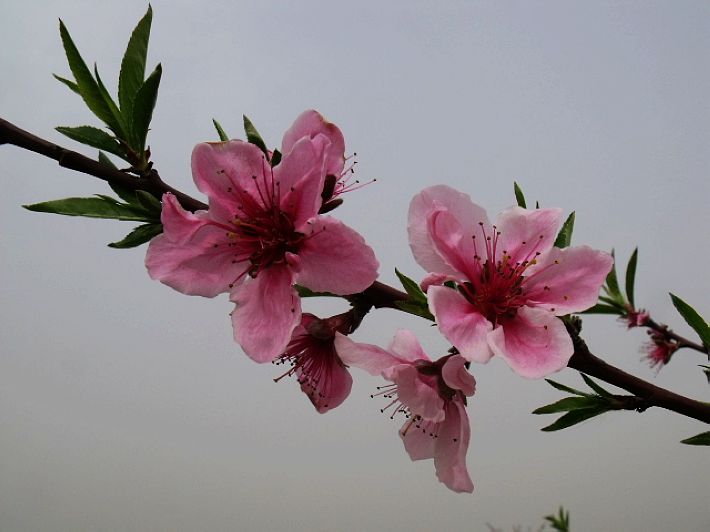 dscf5367.jpg