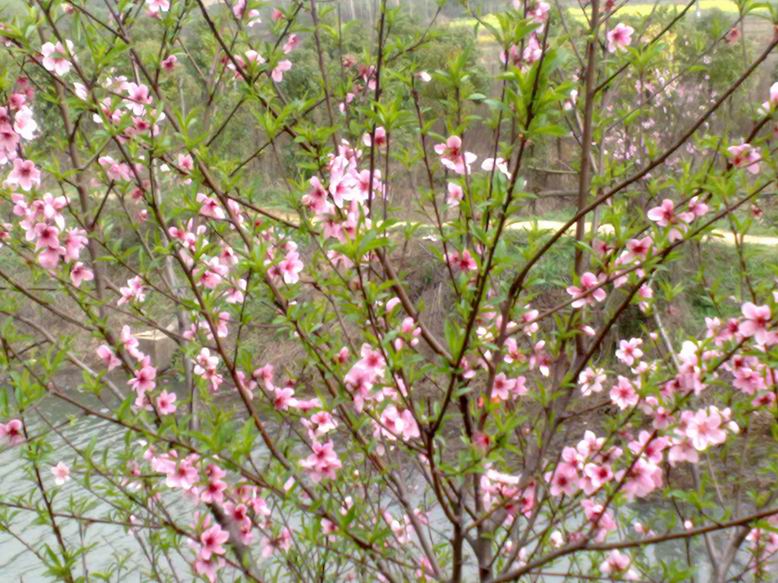 С 20100320398.jpg