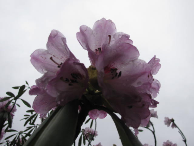 Ƭ 011.jpg