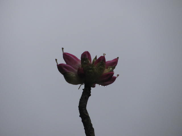 Ƭ 041.jpg