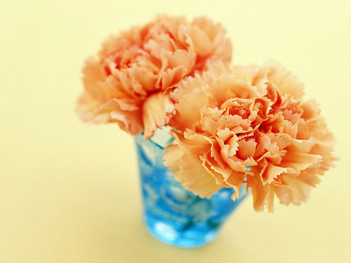 carnation_flower_photo__14012.jpg