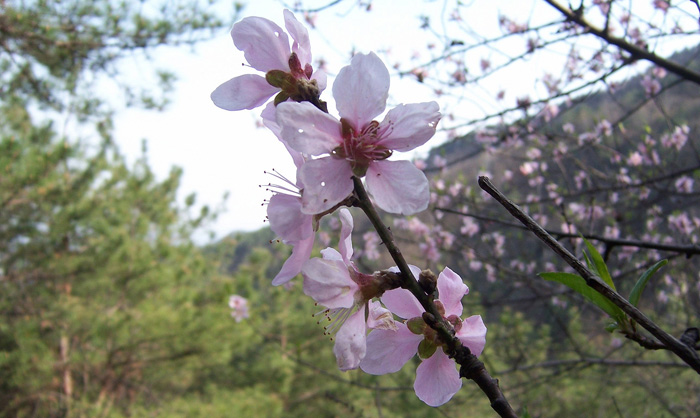 20100327﹵ʹʯ 045_.jpg