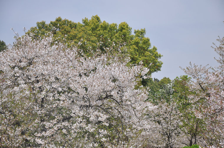dsc_0334.jpg