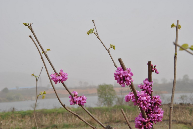 p 065.jpg
