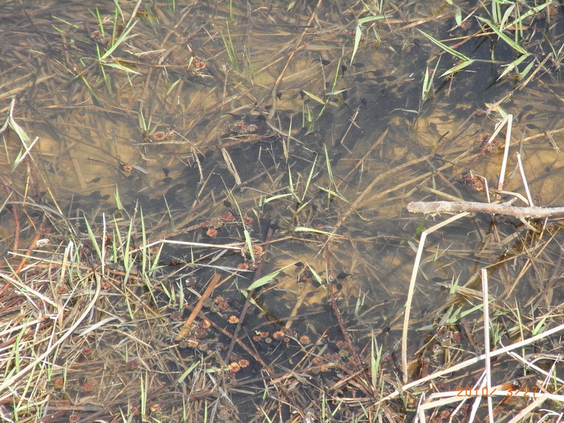 ar0017641.jpg