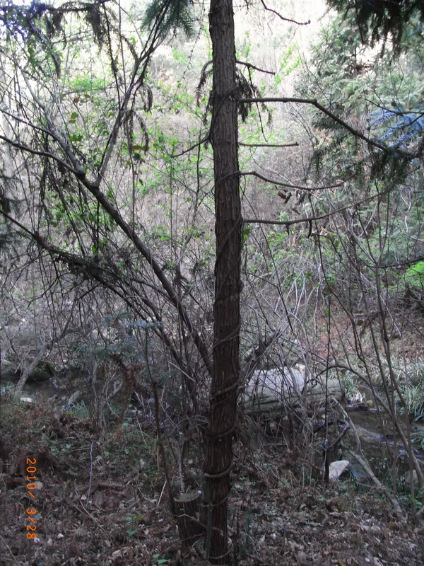 ar0017709.jpg
