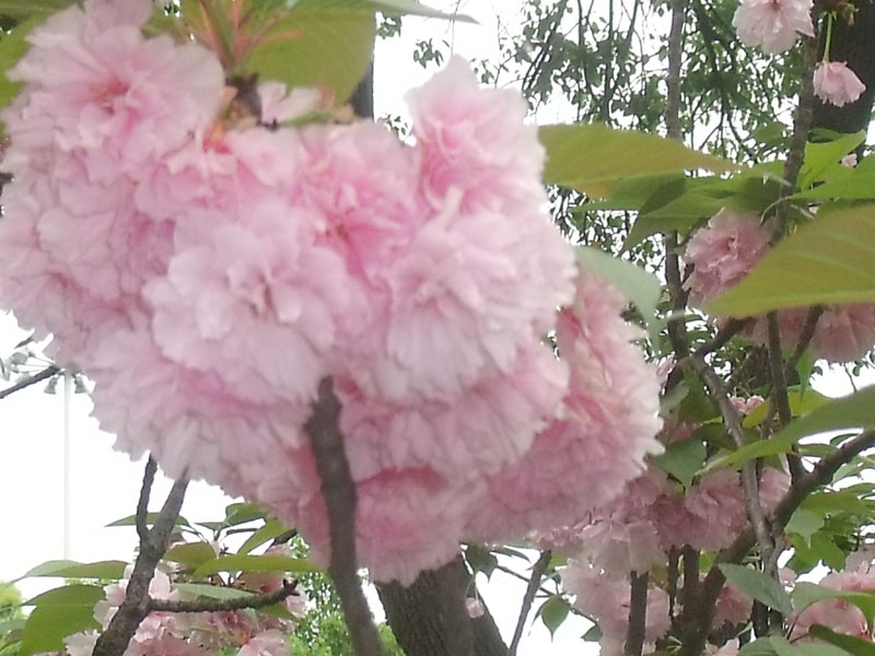 dscf2029.jpg