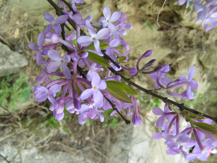 pict0059_С.jpg