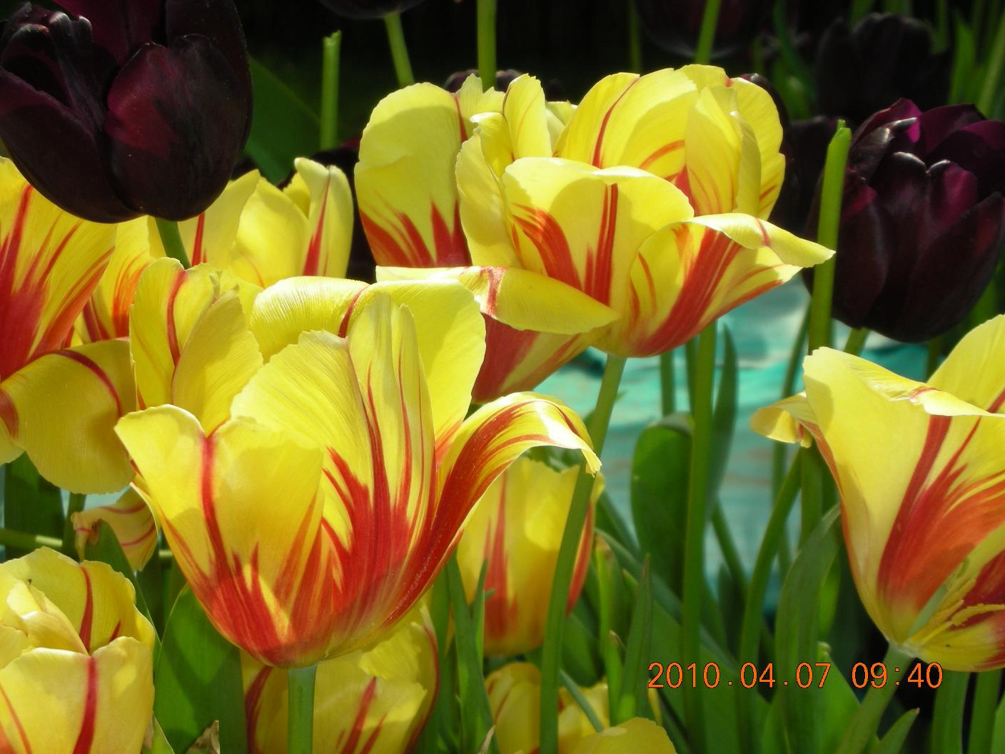 Ƭ 049.jpg