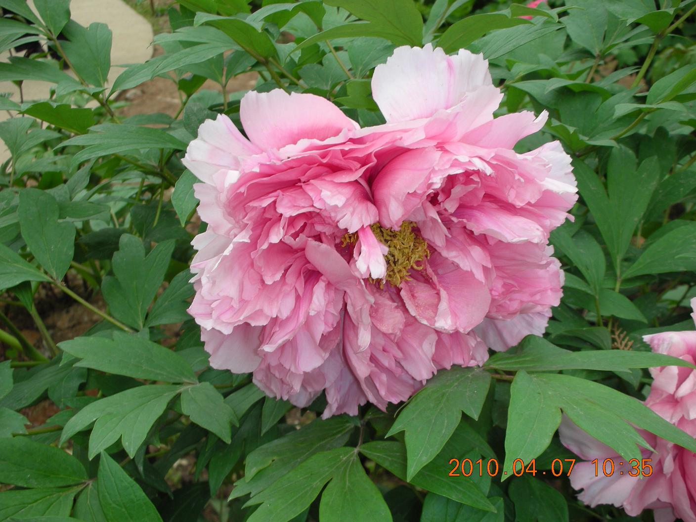 Ƭ 087.jpg