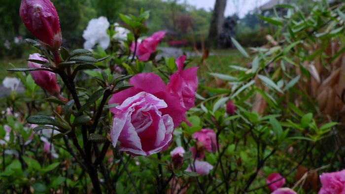 p1000873.jpg