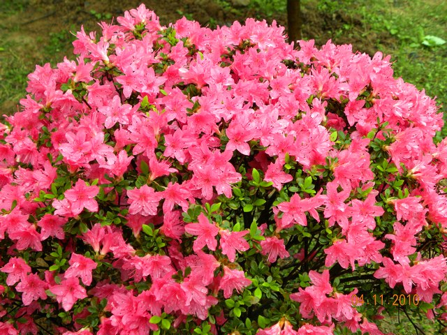 dscn0860_Ӱ_1.jpg