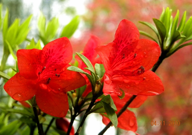 dscn0899_Ӱ_1.jpg