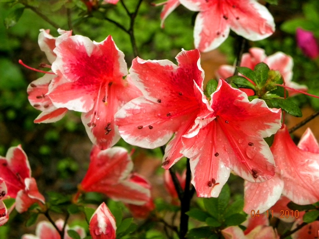 dscn0909_Ӱ_1.jpg